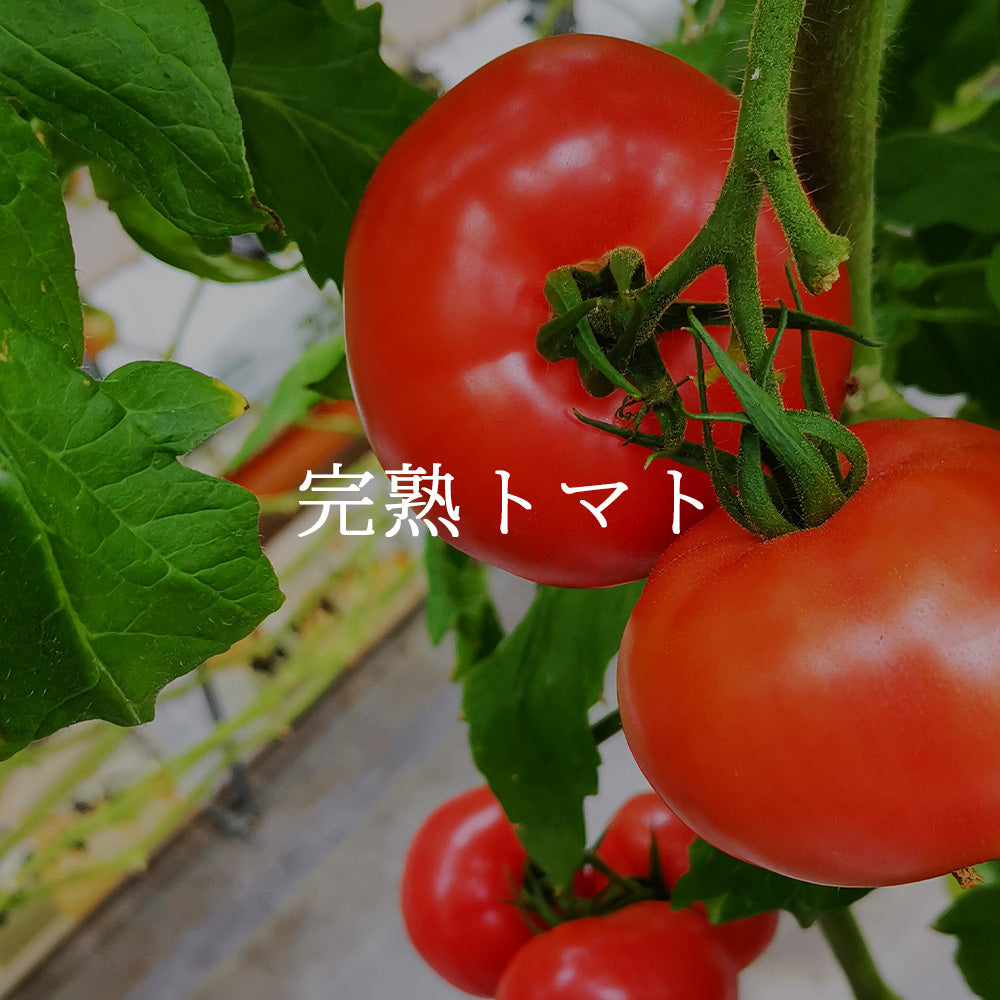 完熟トマト – いーの越前