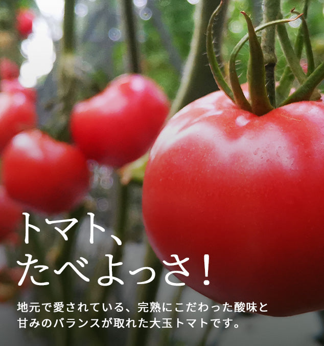福井産　完熟トマト